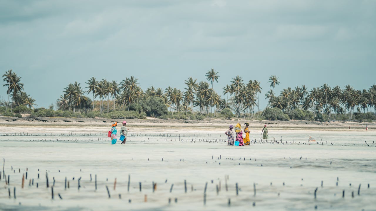 Colorful dresses of women harvesting seaweed on a tropical Zanzibar beach in Tanzania.