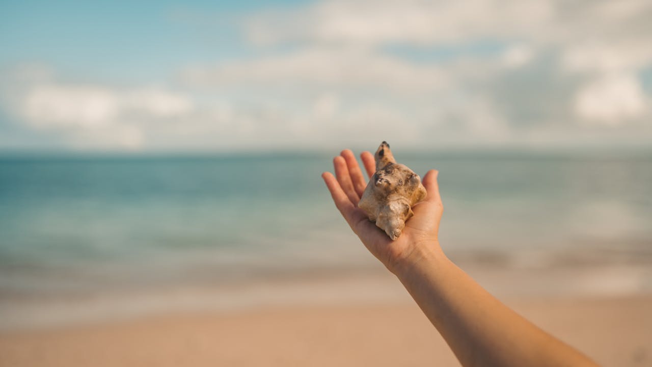 Hand holding a conch shell with the ocean in the background, on a sunny Zanzibar beach.