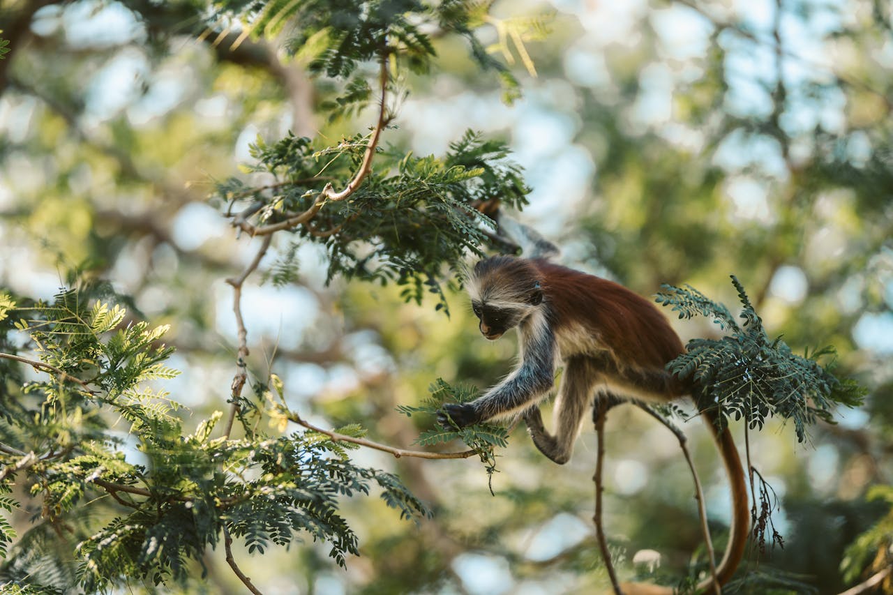 A close-up of a Zanzibar red colobus monkey amidst the lush green branches of a forest in Tanzania.